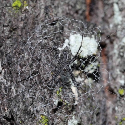 Argiope ocyaloides at Chandler, QLD - 12 Mar 2023 by TimL