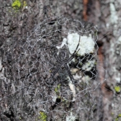 Unidentified Orb-weaving spider (several families) at Chandler, QLD - 11 Mar 2023 by TimL