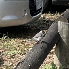 Manorina melanocephala (Noisy Miner) at Sullivans Creek, Acton - 26 Mar 2023 by Hejor1