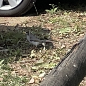 Manorina melanocephala at Acton, ACT - 26 Mar 2023 02:55 PM