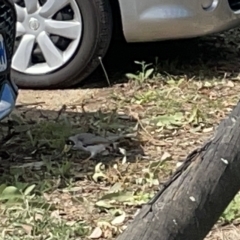 Manorina melanocephala at Acton, ACT - 26 Mar 2023 02:55 PM