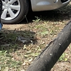 Manorina melanocephala at Acton, ACT - 26 Mar 2023 02:55 PM