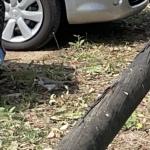 Manorina melanocephala at Acton, ACT - 26 Mar 2023 02:55 PM