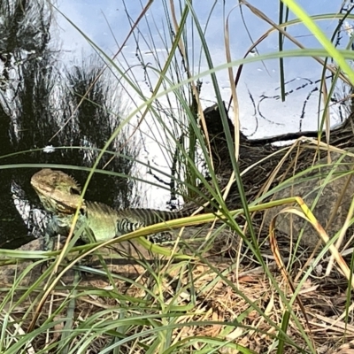 Intellagama lesueurii howittii (Gippsland Water Dragon) at Sullivans Creek, Acton - 26 Mar 2023 by Hejor1