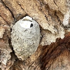 Opodiphthera (genus) at Acton, ACT - 26 Mar 2023