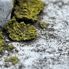 Unidentified Lichen at Acton, ACT - 26 Mar 2023 by Hejor1