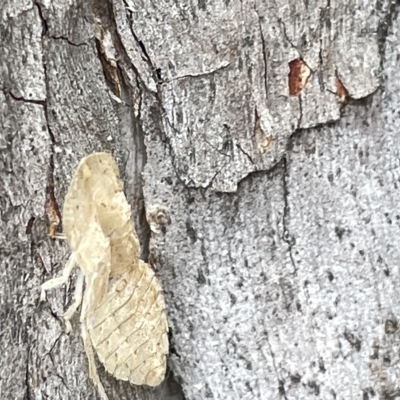 Ledromorpha planirostris (A leafhopper) at Acton, ACT - 26 Mar 2023 by Hejor1