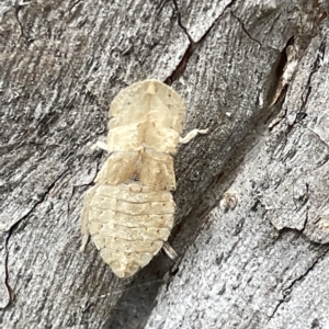 Ledromorpha planirostris at Acton, ACT - 26 Mar 2023 02:10 PM