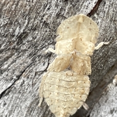 Ledromorpha planirostris at Acton, ACT - 26 Mar 2023 02:10 PM