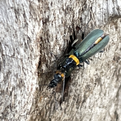 Chauliognathus lugubris (Plague Soldier Beetle) at Acton, ACT - 26 Mar 2023 by Hejor1