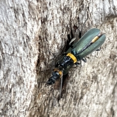 Chauliognathus lugubris (Plague Soldier Beetle) at Acton, ACT - 26 Mar 2023 by Hejor1