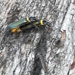 Chauliognathus lugubris at Acton, ACT - 26 Mar 2023