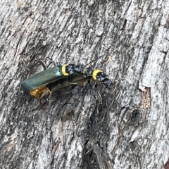 Chauliognathus lugubris at Acton, ACT - 26 Mar 2023