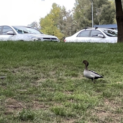 Chenonetta jubata (Australian Wood Duck) at Acton, ACT - 26 Mar 2023 by Hejor1