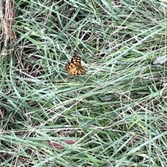 Heteronympha paradelpha (Spotted Brown) at Australian National University - 26 Mar 2023 by Hejor1