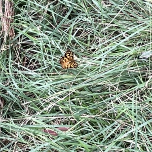 Heteronympha paradelpha at Acton, ACT - 26 Mar 2023