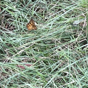 Heteronympha paradelpha at Acton, ACT - 26 Mar 2023 02:00 PM