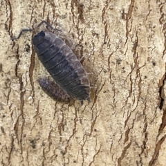 Porcellio scaber (Common slater) at Acton, ACT - 26 Mar 2023 by Hejor1