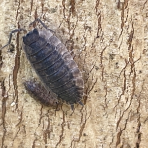 Porcellio scaber at Acton, ACT - 26 Mar 2023