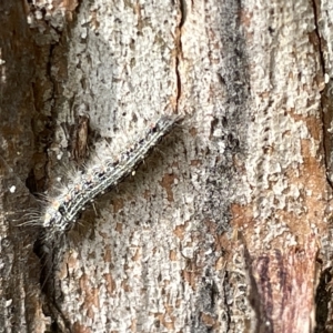 Anestia (genus) at Acton, ACT - 26 Mar 2023 01:34 PM