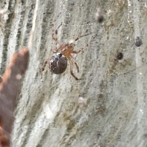 Cryptachaea veruculata at Acton, ACT - 26 Mar 2023