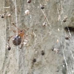 Cryptachaea veruculata at Acton, ACT - 26 Mar 2023