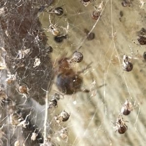 Cryptachaea veruculata at Acton, ACT - 26 Mar 2023