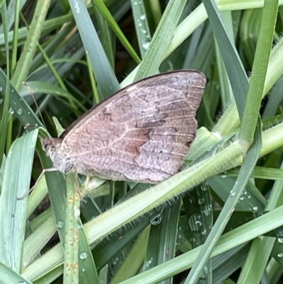 Heteronympha merope (Common Brown Butterfly) at Australian National University - 26 Mar 2023 by Hejor1