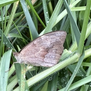 Heteronympha merope at Acton, ACT - 26 Mar 2023