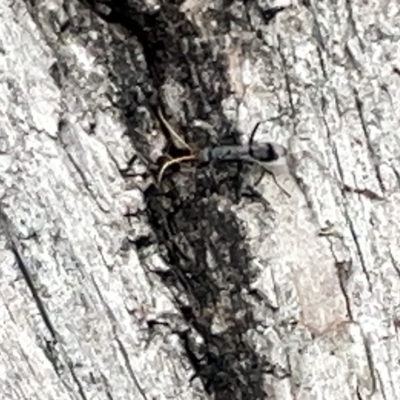 Pompilidae (family) (Unidentified Spider wasp) at Acton, ACT - 26 Mar 2023 by Hejor1