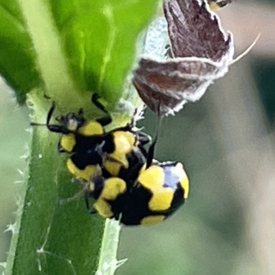 Illeis galbula (Fungus-eating Ladybird) at Sullivans Creek, Acton - 26 Mar 2023 by Hejor1