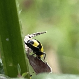 Illeis galbula at Acton, ACT - 26 Mar 2023 12:37 PM