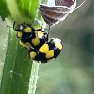 Illeis galbula at Acton, ACT - 26 Mar 2023 12:37 PM