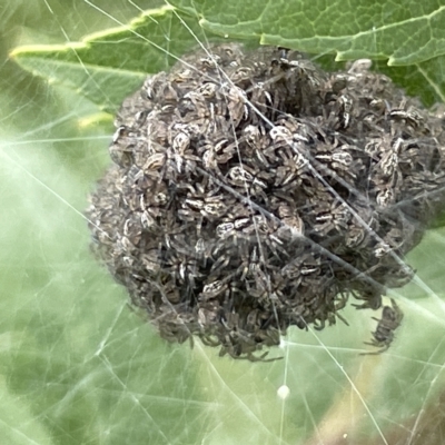 Unidentified Other web-building spider at Acton, ACT - 26 Mar 2023 by Hejor1