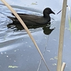 Gallinula tenebrosa (Dusky Moorhen) at Australian National University - 26 Mar 2023 by Hejor1