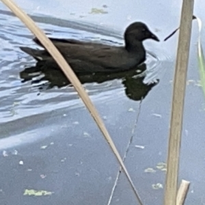 Gallinula tenebrosa at Acton, ACT - 26 Mar 2023