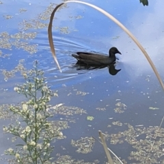 Gallinula tenebrosa at Acton, ACT - 26 Mar 2023 12:28 PM