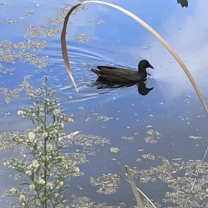 Gallinula tenebrosa at Acton, ACT - 26 Mar 2023