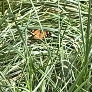 Heteronympha merope at Acton, ACT - 26 Mar 2023