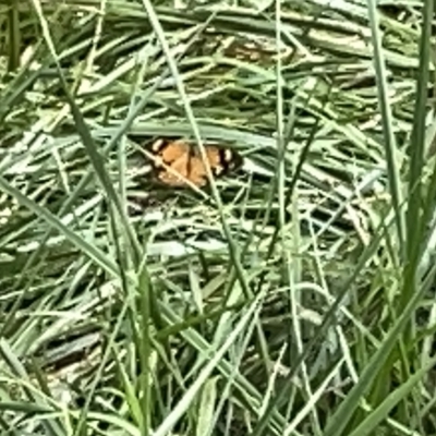 Heteronympha merope (Common Brown Butterfly) at Australian National University - 26 Mar 2023 by Hejor1