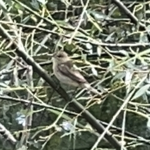 Acrocephalus australis at Acton, ACT - 26 Mar 2023