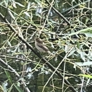 Acrocephalus australis at Acton, ACT - 26 Mar 2023 12:22 PM