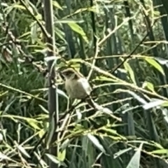 Acrocephalus australis at Acton, ACT - 26 Mar 2023