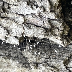 Chrysopidae (family) at Acton, ACT - 26 Mar 2023