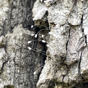 Chrysopidae (family) at Acton, ACT - 26 Mar 2023