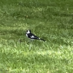 Grallina cyanoleuca at Acton, ACT - 26 Mar 2023