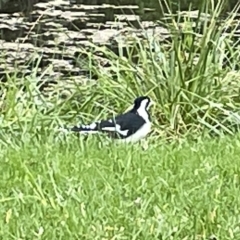 Grallina cyanoleuca at Acton, ACT - 26 Mar 2023