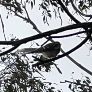 Rhipidura albiscapa at Fyshwick, ACT - 25 Mar 2023