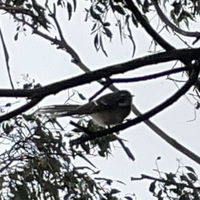 Rhipidura albiscapa (Grey Fantail) at Jerrabomberra Wetlands - 25 Mar 2023 by Hejor1