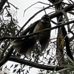 Rhipidura albiscapa at Fyshwick, ACT - 25 Mar 2023